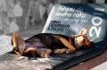 ZVUKOMALEBNÉ VÁNOCE, PEVNÉ ZDRAVÍ A POHODU V NOVÉM ROCE 2011 ZVUKOMALEBNÉ VÁNOCE, PEVNÉ ZDRAVÍ A POHODU V NOVÉM ROCE 2011